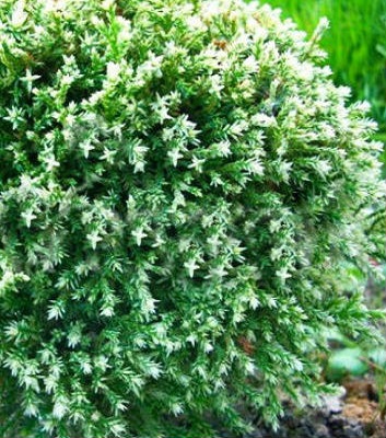 Кипарисовик горохоплідний "Snow" 