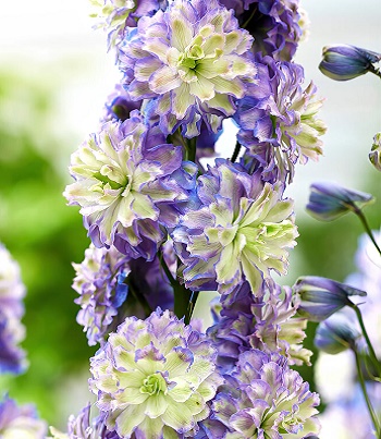 Дельфініум "Highlander ' Bolero"