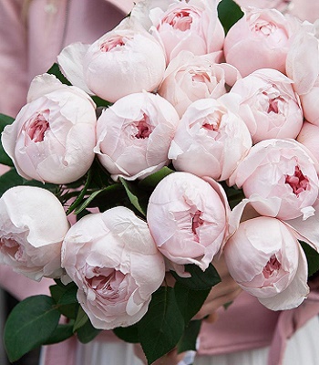 Троянда піон "Peony Pink"