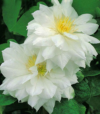 Клематис "Isago" 