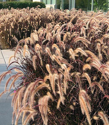 Pennisetum "Rubrum" 