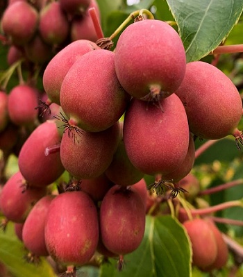 Актинідія аргута "Ananasnaya" 