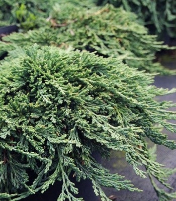 Ялівець горизонтальний "Pancake"