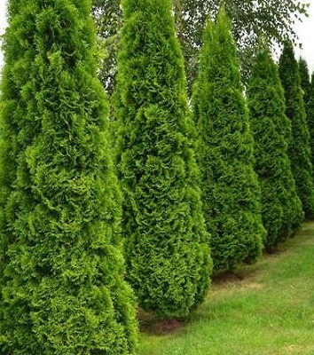 Туя західна "Smaragd"