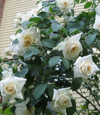 Троянда плетиста "Ільзе Кроун"