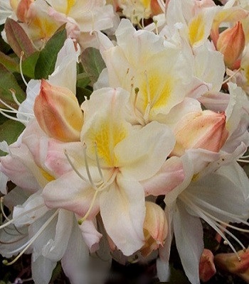 Азалія "Silver Slipper" 