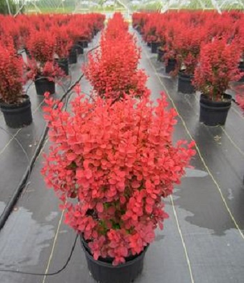 Барбарис "Florence" 