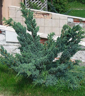 Ялівець лускатий "Meyeri" 
