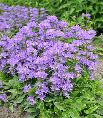 Дзвiночок скупчений "Freya"