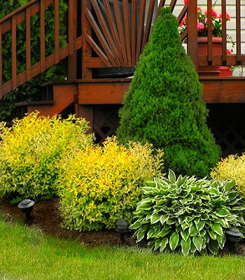 Спірея золотиста "Goldmound" 