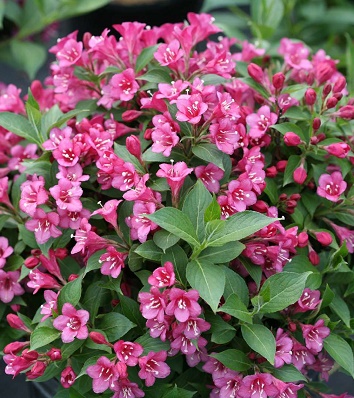 Вейгела квітуча "Minuet" 