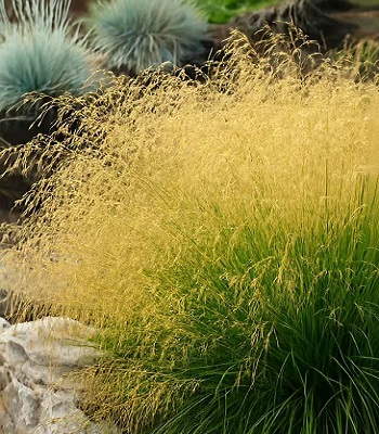 Deschampsia caespitosa "Goldschleier"