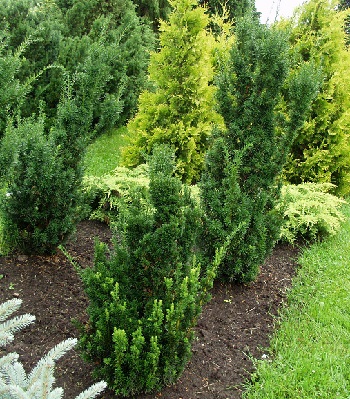 Тис середній "Hicksii" 