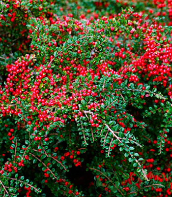 Кизильник "Streib's Findling" 