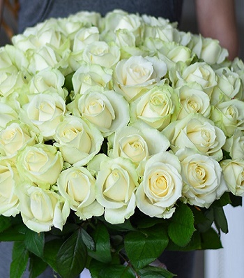 Троянда ч/г "Аваланж"