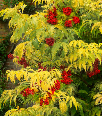 Бузина червона "Plumosa Aurea"
