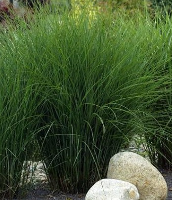Miscanthus sinensis "Morning Light" 