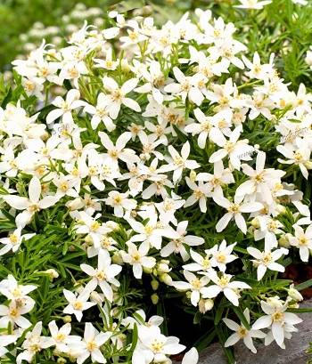 Шуазія "Aztec Pearl"