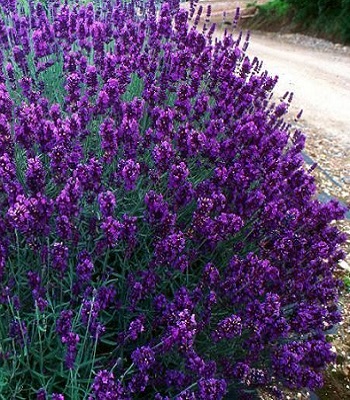 Лаванда "Hidcote" 