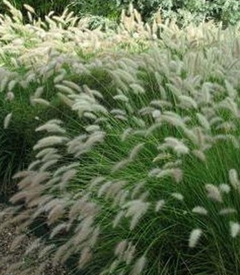 Pennisetum "Gelbstiel" 