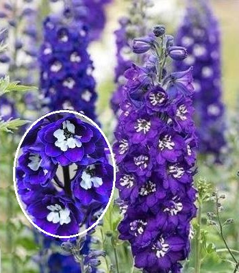 Дельфініум "Magic Fountains Dark Blue/White Bee"