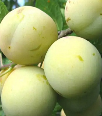 Слива "Ренклод Білий" 