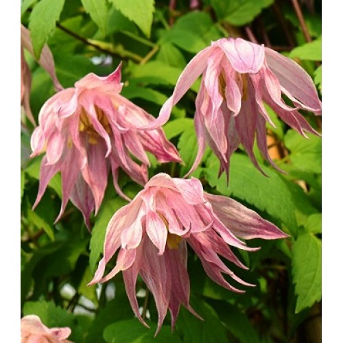 Клематис (княжик) "Pink Swing"