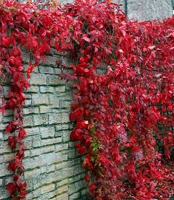 Виноград дівочий п'ятилистий Енгельманна