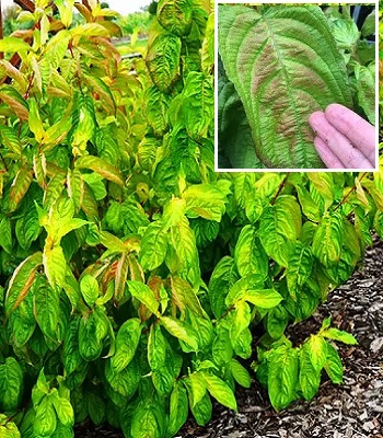 Вейгела квітуча "Lime Monster" 