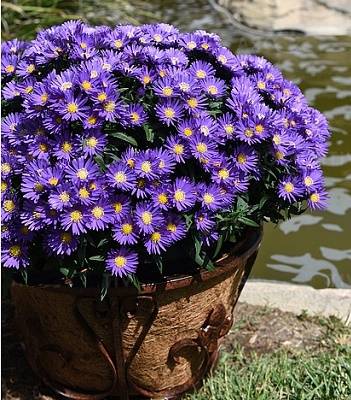 Астра "Island Samoa"