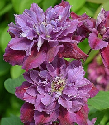 Клематис "Birthday Girl"