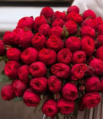 Троянда піон "Red Piano"