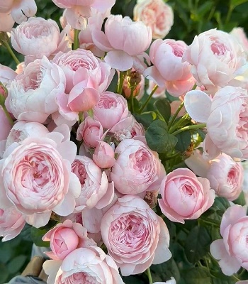 Троянда англійська "Queen of Sweden"