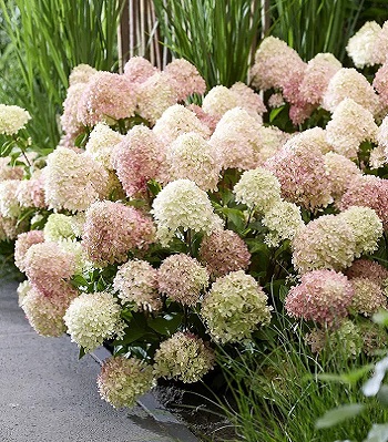 Гортензія волотиста "Living 'Little Love" 