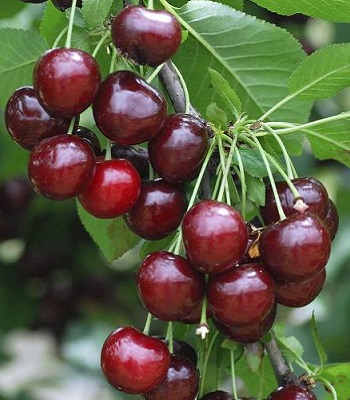 Вишня карликова "Carmine Jewel"