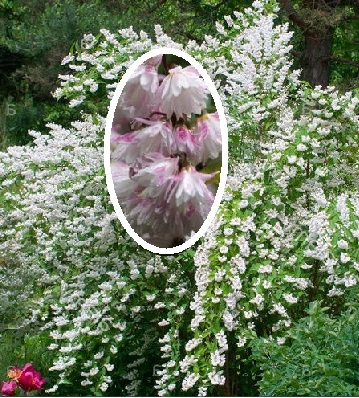 Дейція шершава "Pride of Rochester"