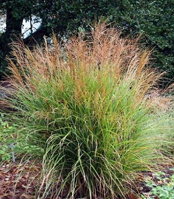 Miscanthus sinensis "Ibiza" 