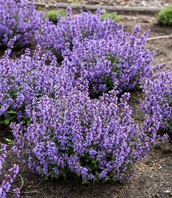 Котовник "Picture Purrfect"