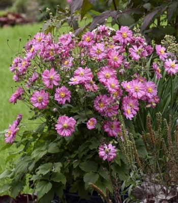 Анемона "Little Breeze Sweet" 