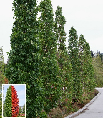 Амброве дерево "Slender Silhouette"