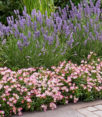 Троянда патіо "Cutie Pie" 