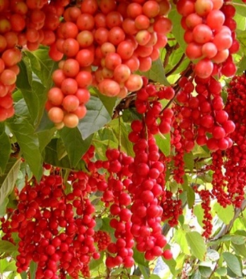 Лимонник китайський 