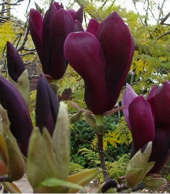 Магнолія лілієквітуча "Nigra" 