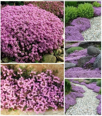 Чебрець повзучий 