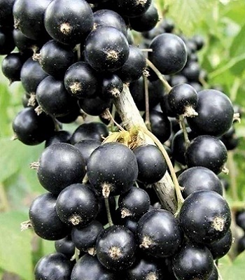 Смородина "Чорна Перлина" 