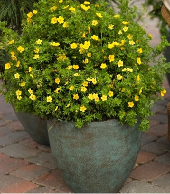 Лапчатка кущова "Goldteppich" 