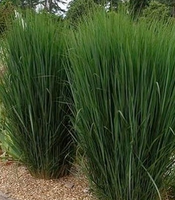 Panicum virgatum "Northwind"