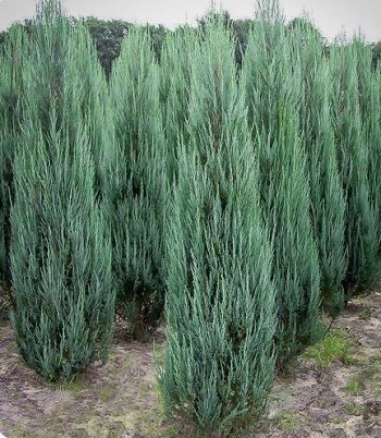 Ялівець скельний "Blue Arrow" 