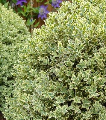 Самшит "Argenteovariegata" 