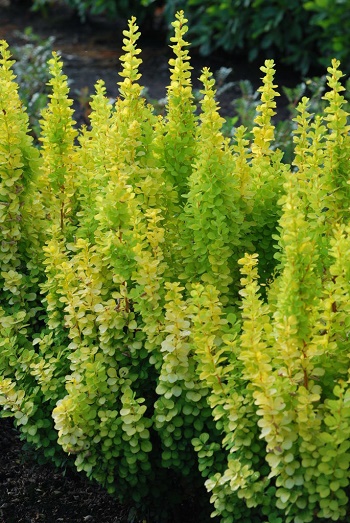 Барбарис "Golden Torch"